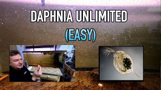 How I Raise Daphnia Water Fleas And You Can Too [upl. by Ariaic]