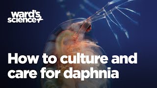 Caring and Culturing for Daphnia [upl. by Aelber]