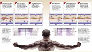 Contraction Cycle of Skeletal Muscle [upl. by Simmie]