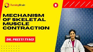 Mechanism of Skeletal Muscle Contraction [upl. by Hanah]