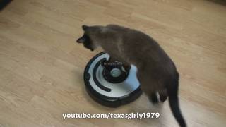 Cat shows HOW TO use iRobot Roomba Vacuum [upl. by Rod5]