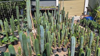 Trichocereus WalkAround 1 [upl. by Bouley530]