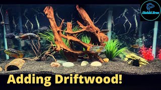 Adding Driftwood to Aquariums  New Aquascapes [upl. by Asirram859]