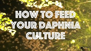 How To Feed Your Daphnia Culture [upl. by Laerdna]