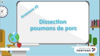 Anatomie  2 Dissection des poumons de porc [upl. by Aurelea160]