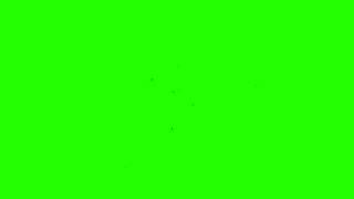 Insects Flying Around  Green Screen Free Footage [upl. by Strander]