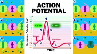 THE ACTION POTENTIAL [upl. by Eneja]