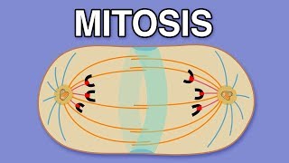 MITOSIS CYTOKINESIS AND THE CELL CYCLE [upl. by Wilfred]