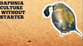 HOW TO CULTURE DAPHNIA NATURALLY WITHOUT A STARTER [upl. by Kevyn]