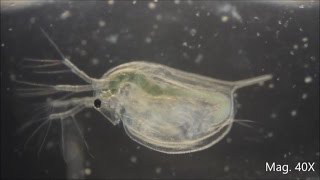 Daphnia magna under the Microscope [upl. by Icrad]