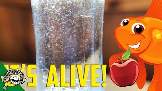 How to culture Vinegar Eels The EASY Way Live Fish Food [upl. by Joy645]