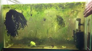 Scuds Daphnia Cherry Shrimp Copepods My aquatic food culture [upl. by Rock314]