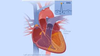 Electrical Conduction System of the Heart [upl. by Connel808]