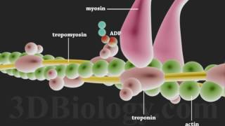 Muscle Contraction 3D [upl. by Griffin344]