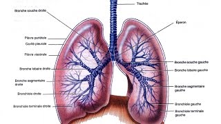 Appareil Respiratoire explication des organes clés [upl. by Darom]