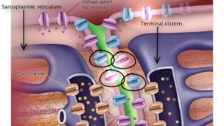 ExcitationContraction Coupling [upl. by Orford]