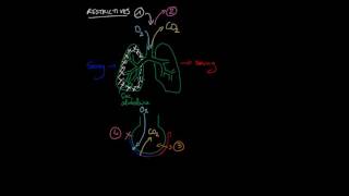 Les différents types de pathologies pulmonaires [upl. by Salina450]