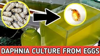 HOW TO HATCH DAPHNIA EGGS  HOW TO CULTURE DAPHNIA [upl. by Hanahsuar]