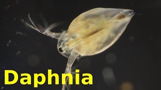 Daphnia [upl. by Ayanat]