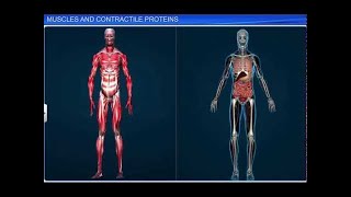 CBSE Class 11 Biology  Muscles and Contractile Proteins [upl. by Eycal]