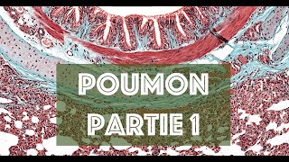 LE POUMON partie 1  HISTOLOGIE [upl. by Enomes]