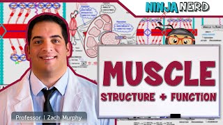 Musculoskeletal System  Muscle Structure and Function [upl. by Yllus]