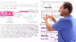 Contraction of Skeletal Muscle [upl. by Idette226]