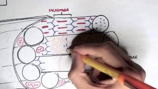 Myology  Skeletal Muscle Contraction [upl. by Anoyek]