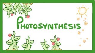 GCSE Biology  Photosynthesis 48 [upl. by Alyt]