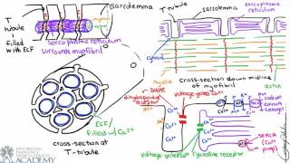 Cardiac Muscle Contraction [upl. by Obeng343]