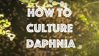 How To Culture Daphnia Magna [upl. by Funda423]