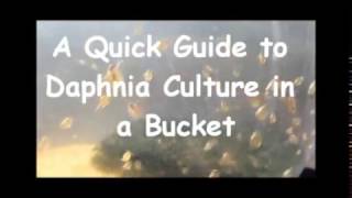 How to culture daphnia outside [upl. by Annawoj144]