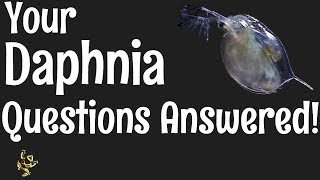 Daphnia Questions Answered [upl. by Nicky330]