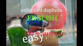 daphnia moina culture Easy way Unlimited production English  with sub Green water Chlorella [upl. by Ayom615]