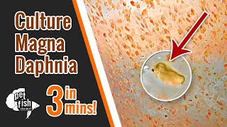 How to culture DAPHNIA MAGNA  The easy way [upl. by Vasquez]