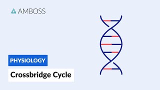 Crossbridge Cycle Muscle Contraction [upl. by Ziana]