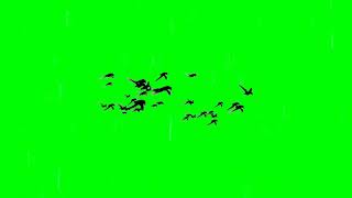 Birds Flying Green Screen 4k [upl. by Adnoek]