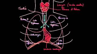 À la découverte des poumons [upl. by Elletsyrc]