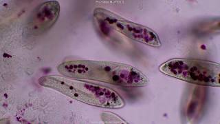 Paramecium tutorial HD [upl. by Kaitlyn]