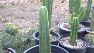 Trichocereus collection review and questions [upl. by Noemad]