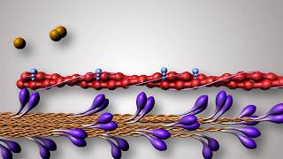 Structure of Contractile Proteins [upl. by Mahala]