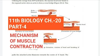 Class 11 BiologyCh20 Part4Mechanism of muscle contractionStudy with Farru [upl. by Natalie183]