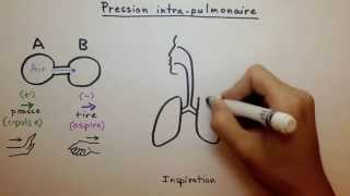 Pression intrapulmonaire [upl. by Aynatal43]