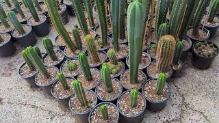 Trichocereus WalkAround 2 [upl. by Amyas849]