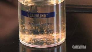 How to Care for Daphnia [upl. by Taryn796]