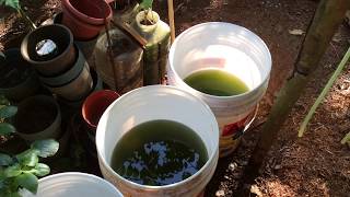 How to grow Green Water Algae [upl. by Ajdan]