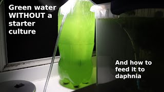 Green Water WITHOUT a Starter Culture  From Scratch  How To [upl. by Yanarp]