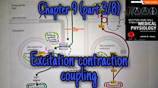 Excitationcontraction couplingheart chapter 9 part 3 guyton and hall physiology [upl. by Aural]