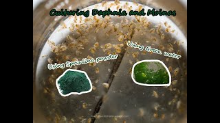 How To Culture Daphnia and Moinas using Green Water Spirulina powder [upl. by Werdna]