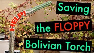 Saving the Floppy Bolivian Torch Cactus  Trichocereus Bridgesii [upl. by Cogen]